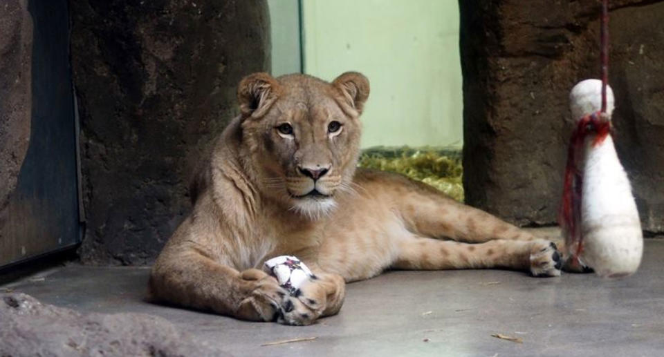 Male lion at German zoo shown after his mating partner, Kigali, ate her two cubs.