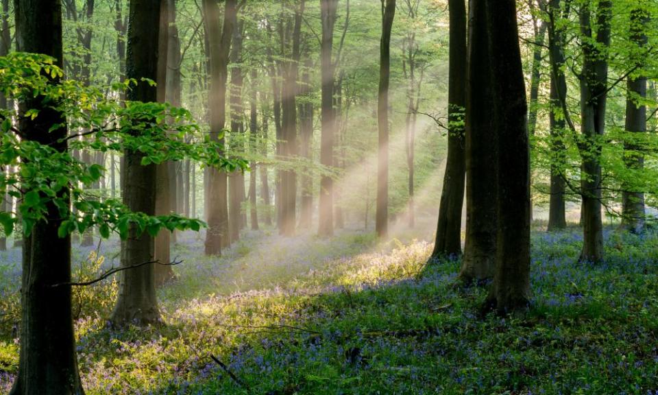 <span>Photograph: Kentish Dweller/Alamy</span>