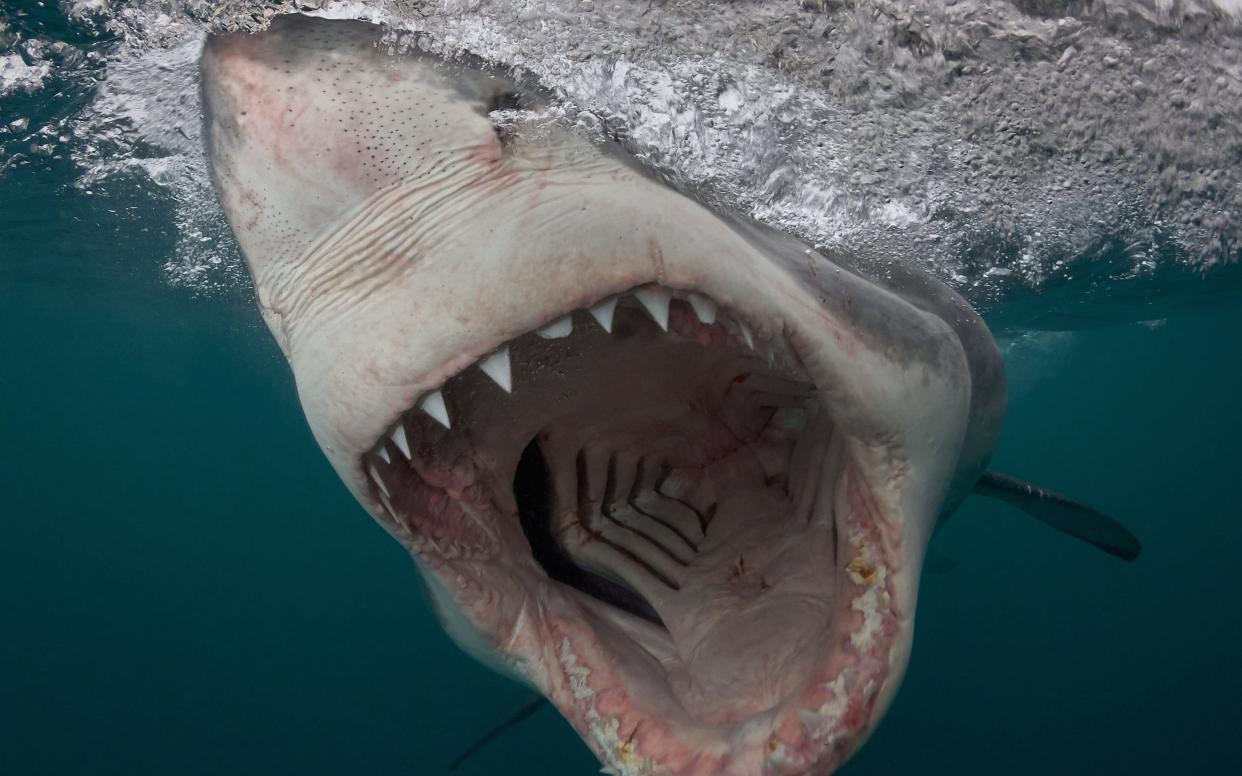 Great White Shark charges in South Africa, taken with a pole camera.  - Chris Perkins © SWNS.com