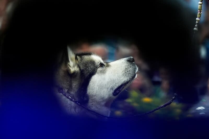 An Alaskan malamute during the sporting group competition at the 148th Westminster Kennel Club dog show, Tuesday, May 14, 2024, at the USTA Billie Jean King National Tennis Center in New York. | Julia Nikhinson