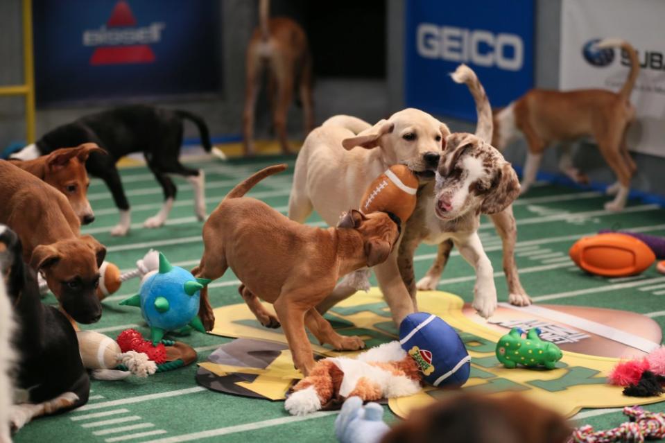 The purpose behind the chaotic skirmish — aside from giving viewers the chance to watch puppies frolic for 3 hours — is to get each of the participants adopted. Strohmeyer/Animal Planet/Splash