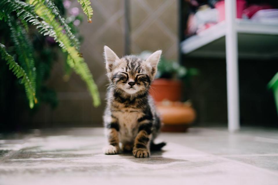 Gatito pequeño con los ojos cerrados