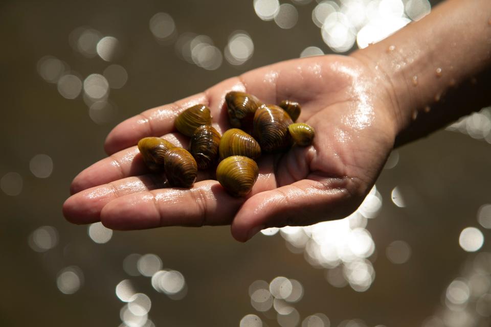 Sray Campanile of Buckeye holds Asiatic clams, a popular cuisine in Cambodia, where Campanile was born. Campanile and other members of the Cambodian community in the Valley came together through a Facebook group to go clamming and then cook and eat the clams.