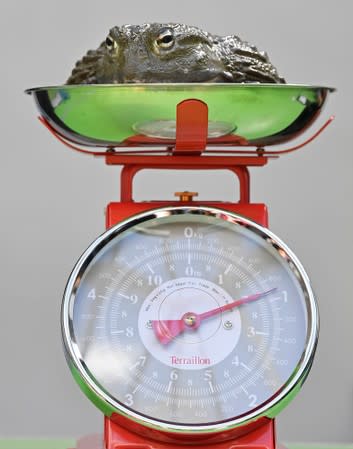 African bullfrog sits on scales during the annual weigh-in at London Zoo