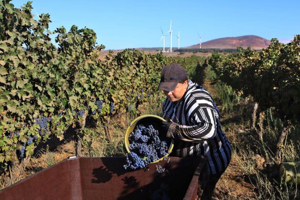 Una mujer árabe israelí cosecha uvas en los viñedos de los Altos del Golán