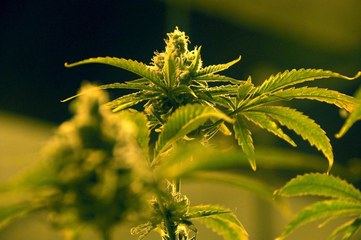 A group of flowering marijuana plants at the Native Nations Cannabis facilities on the Flandreau Santee Sioux Tribe reservation.