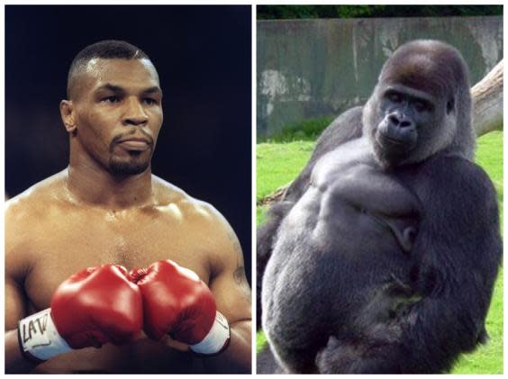 Mike Tyson once wanted to fight a gorilla (Getty)