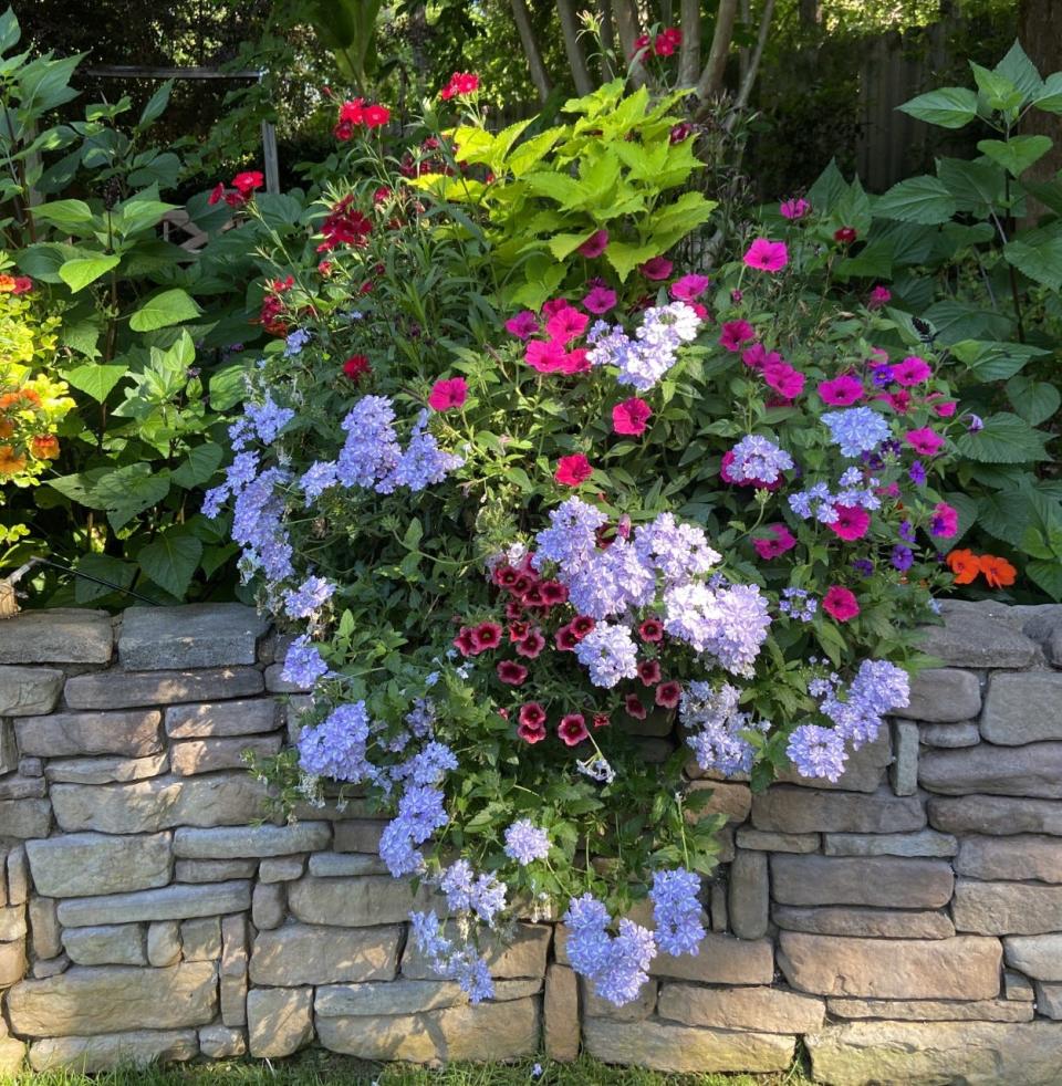 This container identical to the first photo shows Superbena Stormburst verbena, Supertunia Vista Paradise petunia, Superbells Watermelon Punch verbena, ColorBlaze Lime Time coleus and Rockin Red dianthus.