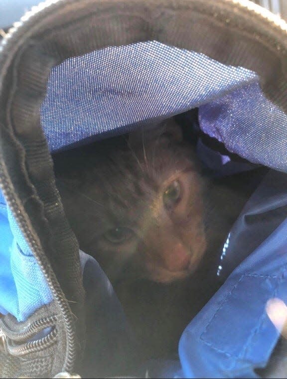 Marissa Ortega's orange cat, Pumpkin, was missing for three days after the storm that hit Western Kentucky in mid-December. When she found him, she had to put him in a backpack, because she didn't have anything else to carry him in.