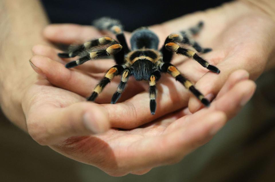 A Mexican Red Knee tarantula on display in the Wild World exhibit at the Natural History Museum of Utah in Salt Lake City on Wednesday. Wild World: Stories of Conservation & Hope brings museumgoers up close and personal with 12 species.