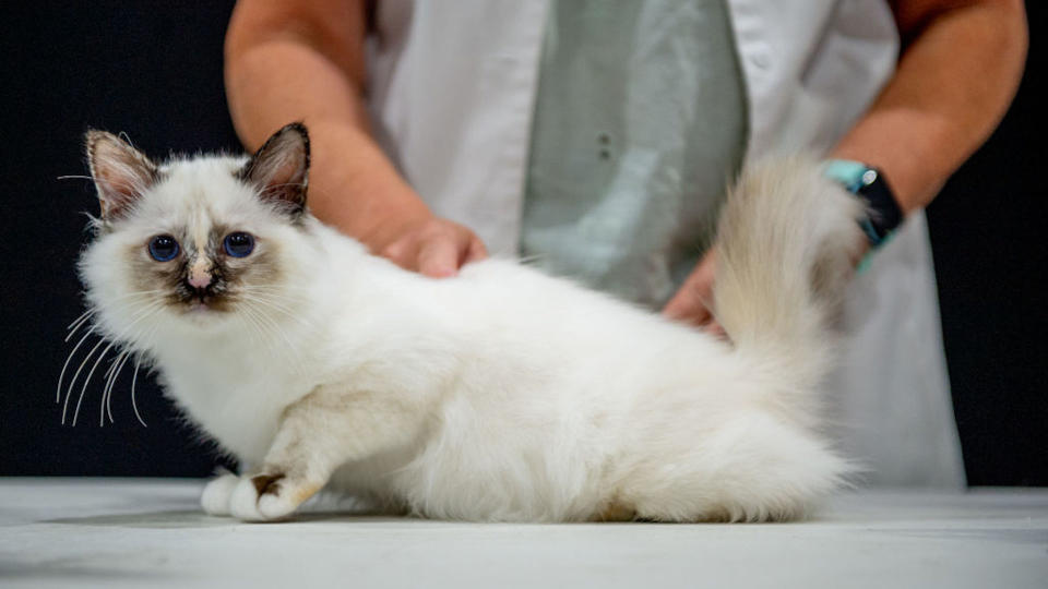 Tortoiseshell Birman cat