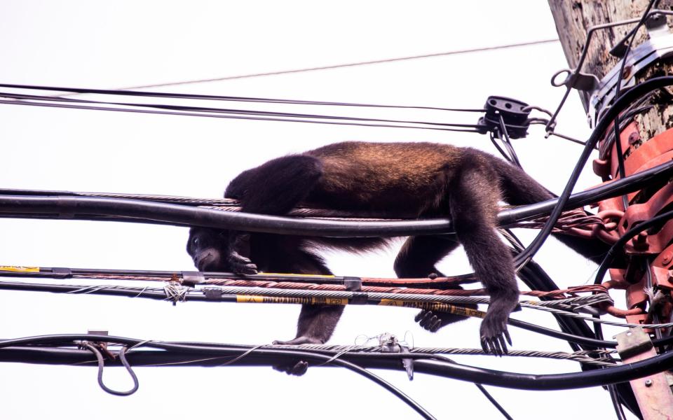 Alouatta palliata howler monkey on a power line