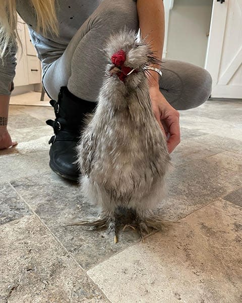 christina hall photo of pet chicken bennifer