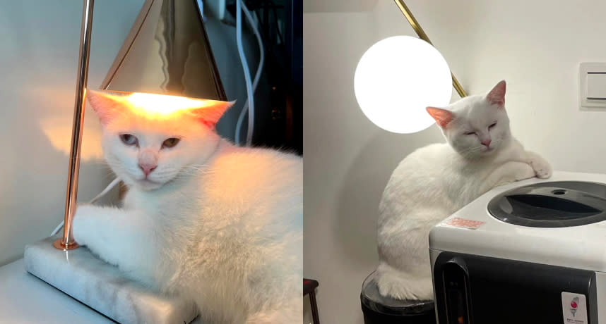 有網友透露自家貓咪喜歡窩在燈的下方。（圖片來源：臉書社團 貓咪也瘋狂俱樂部 CrazyCat club）