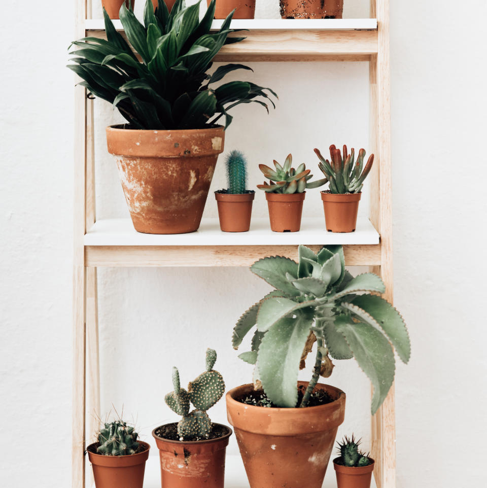 A garden ladder with different types of plants