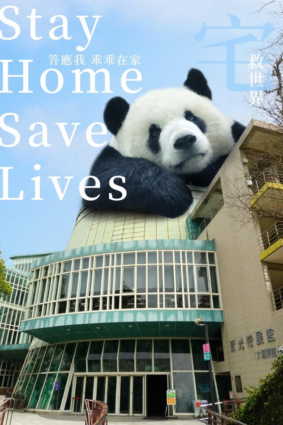 巨大貓熊示範居家檢疫標準姿勢。   圖：台北市立動物園／提供