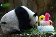 <p>Liang Liang sniffs her 10th birthday cake during joint birthday celebrations for her and one-year old cub Nuan Nuan, at the National Zoo in Kuala Lumpur on August 23, 2016. Giant pandas Liang Liang, aged 10, and her Malaysian-born cub Nuan Nuan, 1, were born on August 23, 2006 and August 18, 2015 respectivetly. (Mohd Rasfan/AFP/Getty Images)</p>