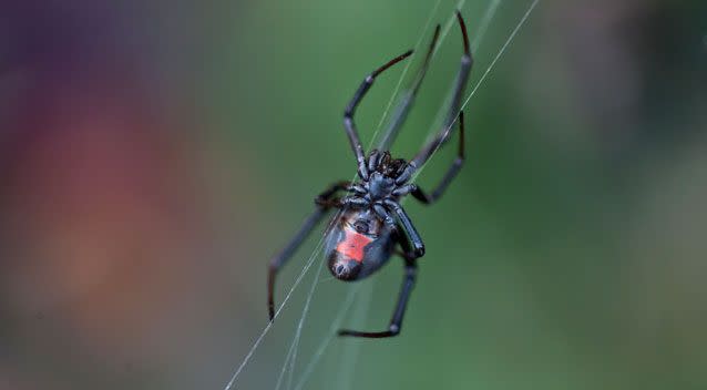 The Melbourne University study showed spiders killed no one between 2000 and 2013. Photo: Getty