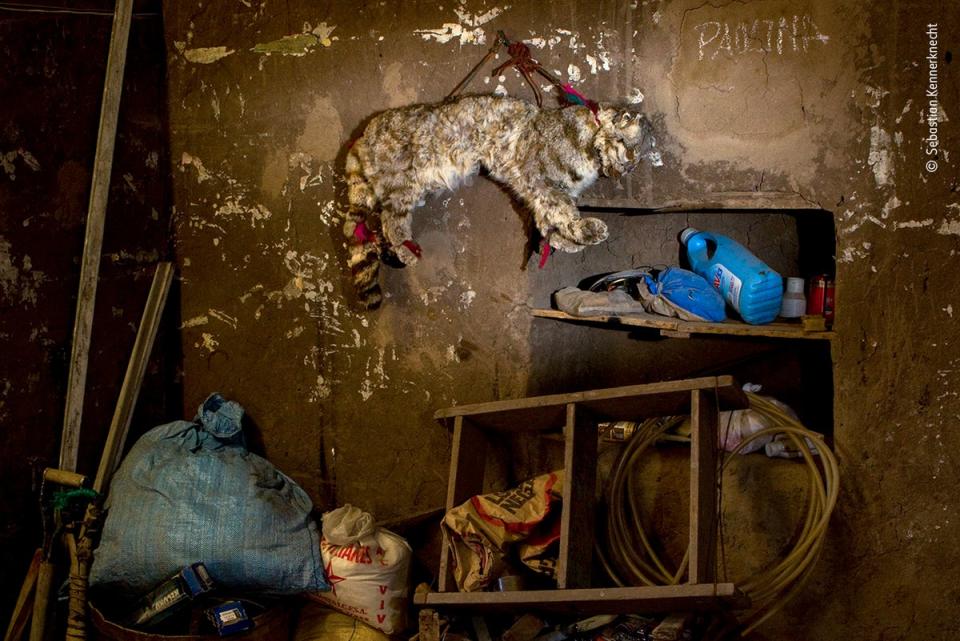 Unlucky for the cat (Sebastian Kennerknecht/Wildlife Photographer of the Year)