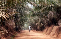 A man walks inside Sime Darby Plantation in Gbah, in Bomi County, Liberia December 30, 2017. REUTERS/Thierry Gouegnon