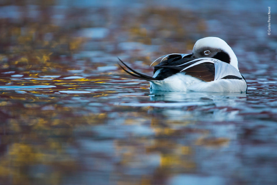 Tierfotograf des Jahres 2018: Gewinner, 11-14 Jahre alt