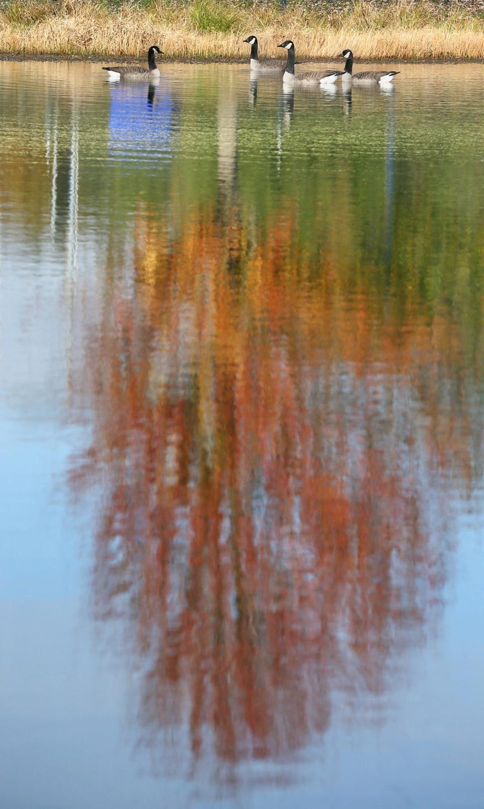 Canada Geese swim in a pond at Barlow Farm Park in Hudson.