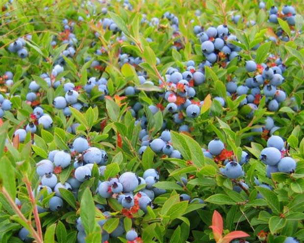 Wild Blueberry Producers Association of Nova Scotia