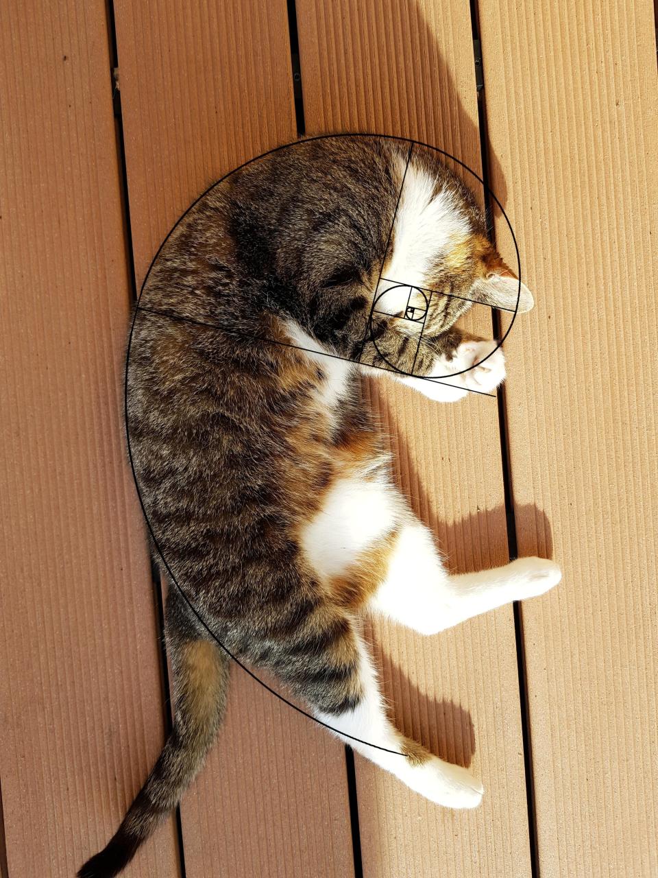 A cat sleeping with a diagram drawn over it