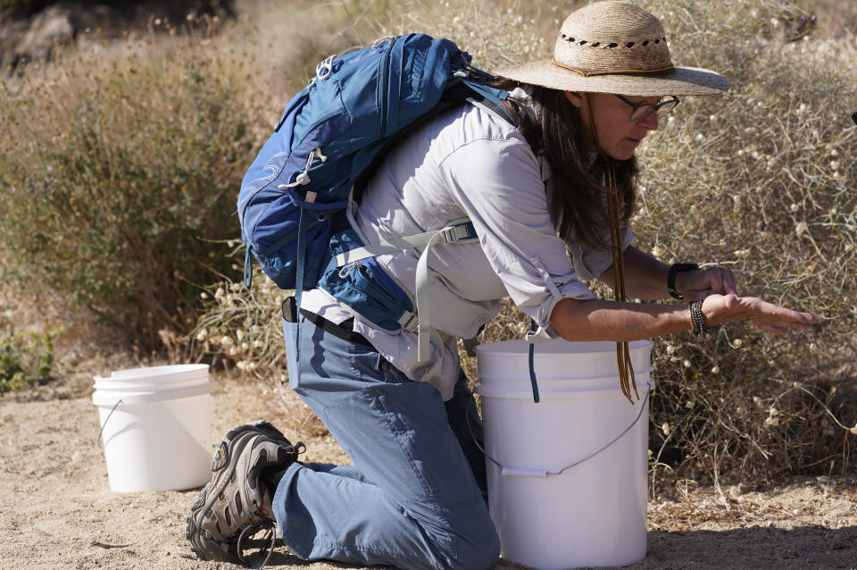 Madena Asbell, director of plant conservation programs at the Mojave Desert Land Trust, collects seeds to preserve desert plants after this winter's historic rains, Wednesday, June 12, 2023, in the Mojave Desert near Joshua Tree, Calif. Previously, years of drought damped the prospect of collection. The goal is to bolster the Mojave Desert Seed Bank, one of many efforts across the United States aimed at preserving plants for restoration projects in the aftermath of wildfire or floods. (AP Photo/Damian Dovarganes)