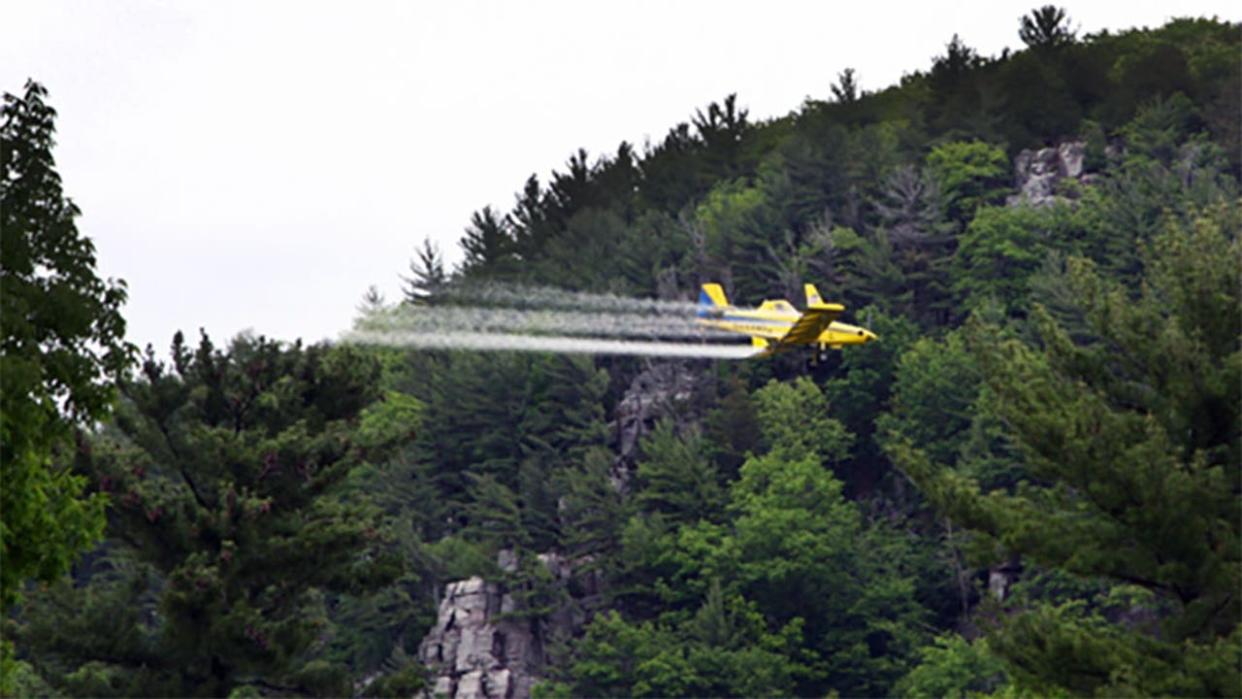 <div>The aerial spraying will occur between early May and early June, with exact dates and times depending on caterpillar development and weather conditions. / Photo Credit: Wisconsin DNR</div>