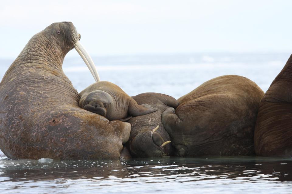 In this July 17, 2012 photo released by the U.S. Geological Survey, female walruses and their young haul out of the water to rest between foraging dives in the U.S. waters of the Eastern Chukchi Sea in Alaska. The absence of vast swaths of summer sea ice is changing the behavior of Pacific walrus, federal scientists said Wednesday, but more research is needed to say what the final effects might be. (AP Photo/U.S. Geological Survey, S.A. Sonsthagen)