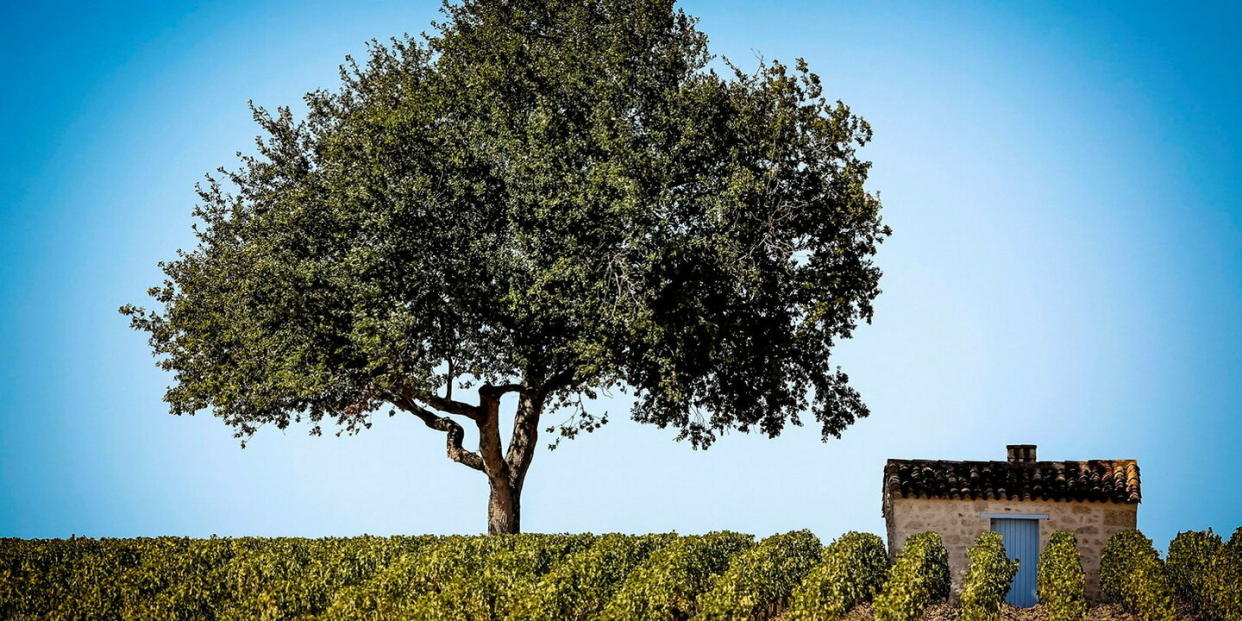 Le Médoc, avec son cabernet-sauvignon résistant au stress hydrique, se démarque.  - Credit:Philippe Labeguerie/Hemis.fr