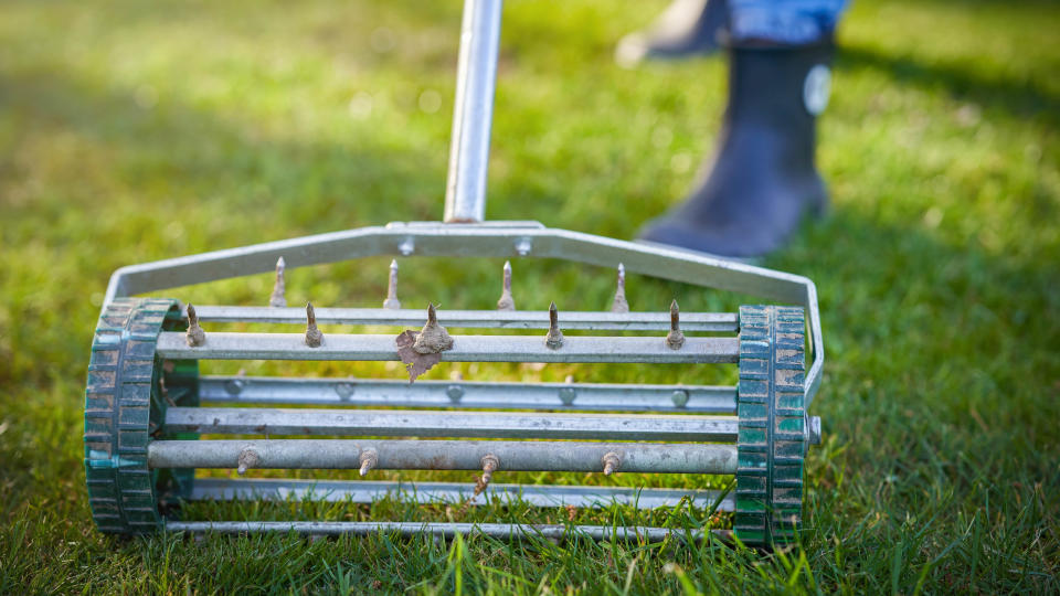 A manual spiked aerator being used on a lawn