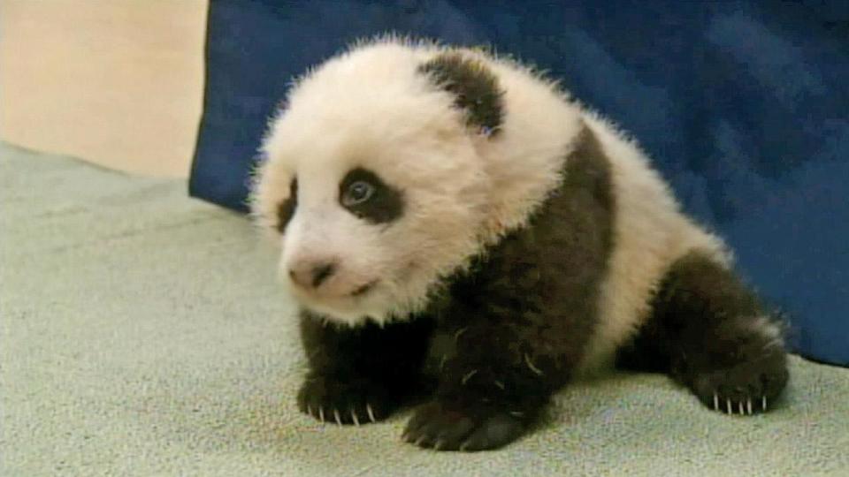 <p>It's official. The baby panda at the San Diego Zoo was named Xiao Liwu, which means 'little gift' in English.</p>