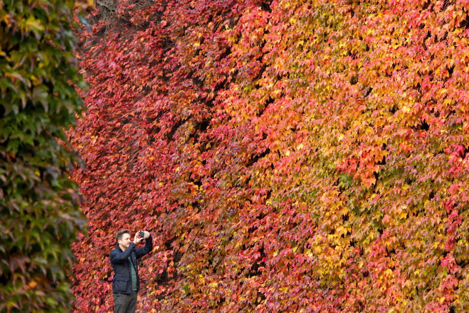 A man takes a photo of a Virginia creeper displaying autumnal colours, on the walls of the Old Admiralty Building, in Westminster, central London.