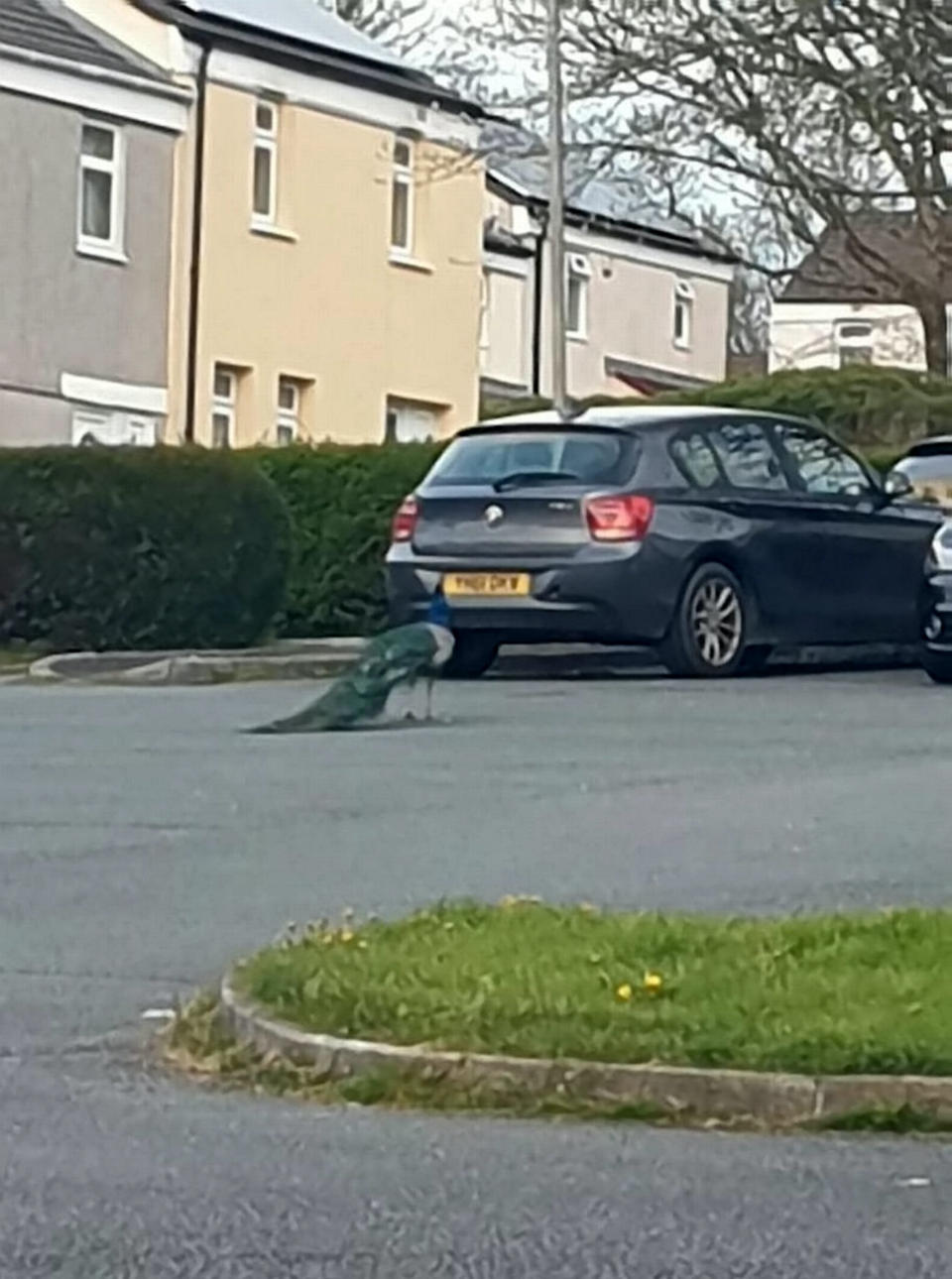 A peacock, dubbed Percy by locals, is ‘terrorising’ residents in a Devon village. (SWNS)