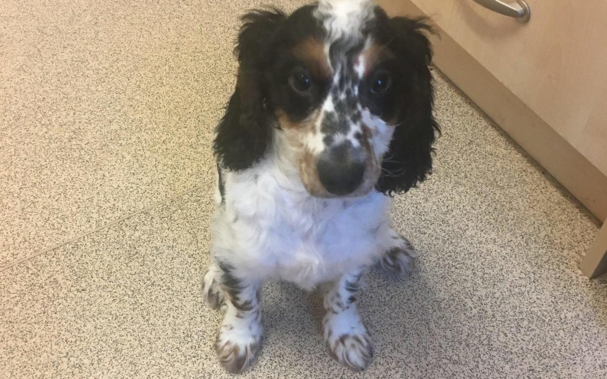 Burglars have drowned a devastated family’s beloved puppy in their bath - ARCHANT\\RyanG