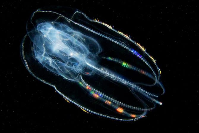 櫛水母(comb jelly)。（陳徵蔚）