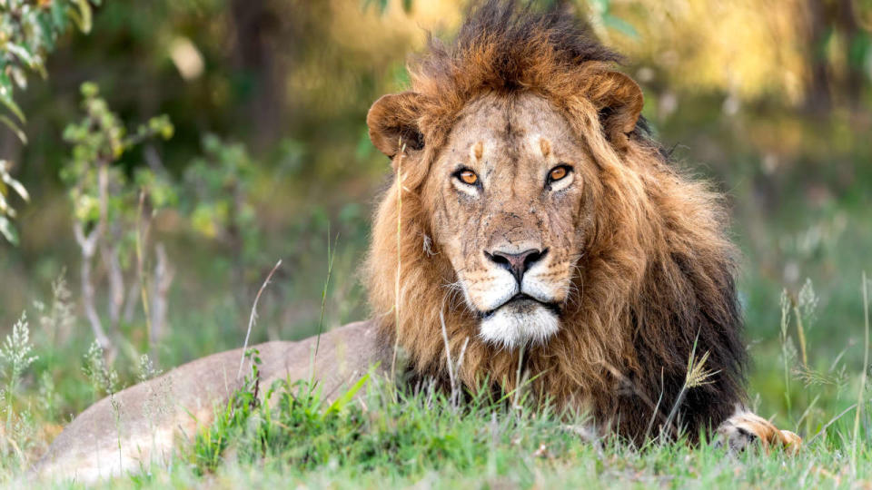 Le lion, âgé de 3 ans, fait partie d’un programme de réhabilitation visant à secourir les animaux orphelins ou blessés.