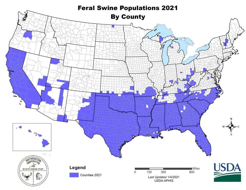 A map from the United States Department of Agriculture shows where feral swine populations have been reported.