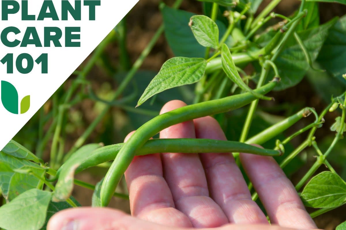 Green Beans Growing on Vine