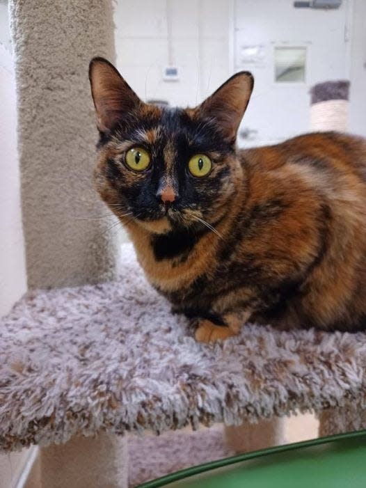 Martha, a 3-year-old Torti cat, is available for adoption at the Jersey Shore Animal Center in Brick.