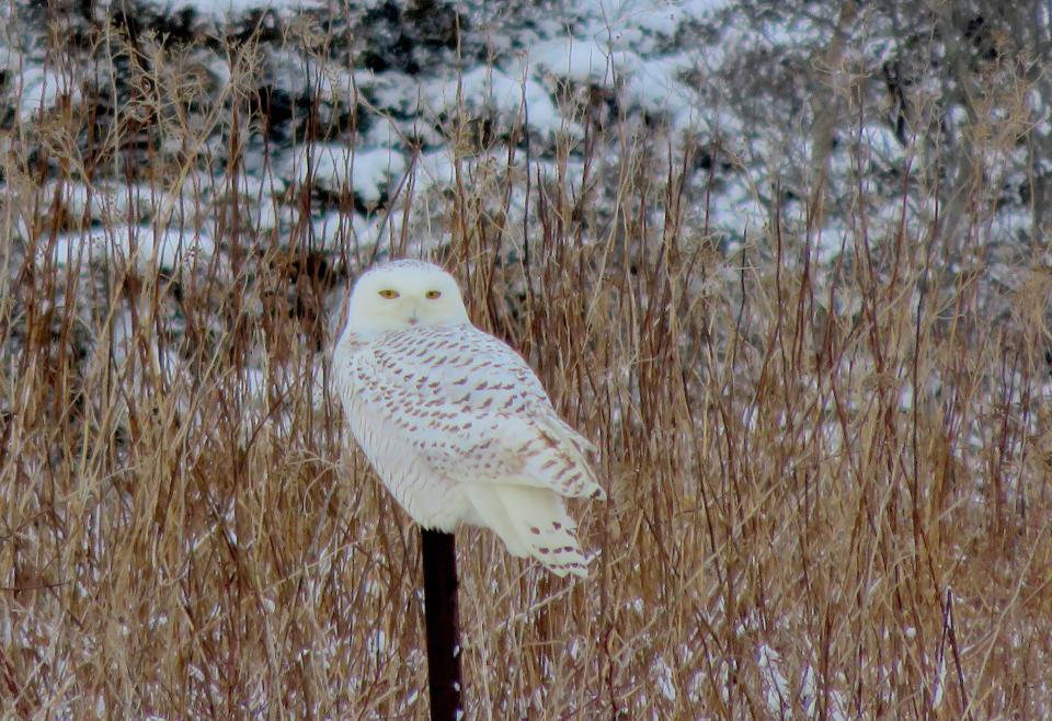 A female snowy owl, photographed at Sachuest Point National Wildlife Refuge.