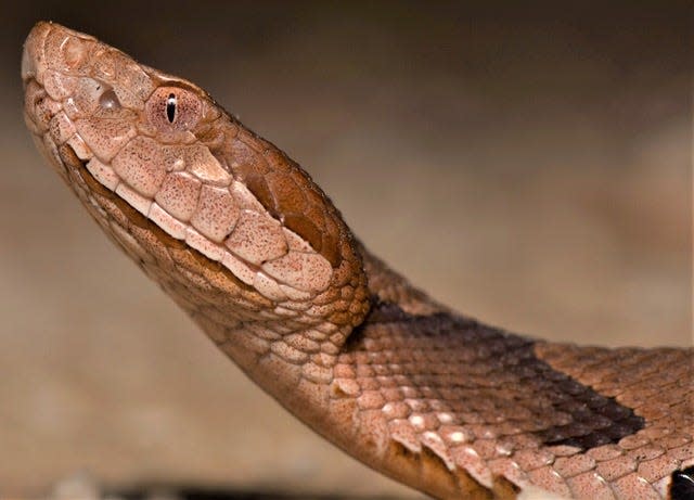 Venomous pit vipers derive their name from the heat-sensitive pit between the nostril and the eye as seen on this copperhead. [Photo provided by Parker Gibbons]
