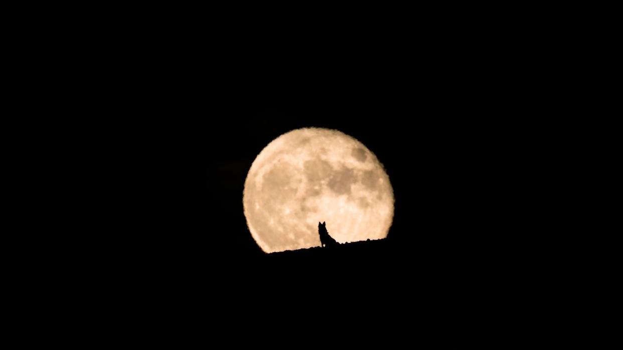 silhouette of a wolf dog watching the full moon rise, full moon and silhouette, pet photography, halloween