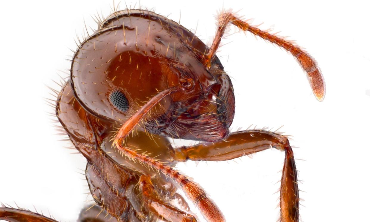 <span>Red imported fire ant (<em>Solenopsis invicta</em>). Data shows the invasive species will cost Australians more than $22bn by the 2040s if left to run rampant.</span><span>Photograph: SUPPLIED/PR IMAGE</span>