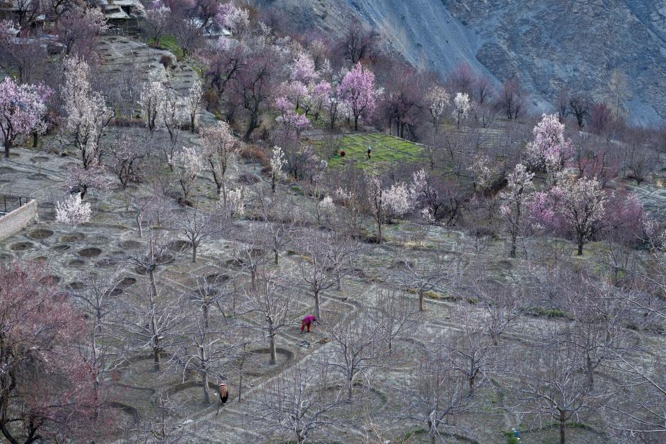 Women prepare the ground in an apple orchard surrounded by almond, peach and apricot trees in bloom at Pooh in the Kinnaur district of the Himalayan state of Himachal Pradesh, India, Tuesday, March 14, 2023. Natural water systems have been altered by dams in this region that receives little rainfall, and farmers are struggling to irrigate their orchards. (AP Photo/Ashwini Bhatia)