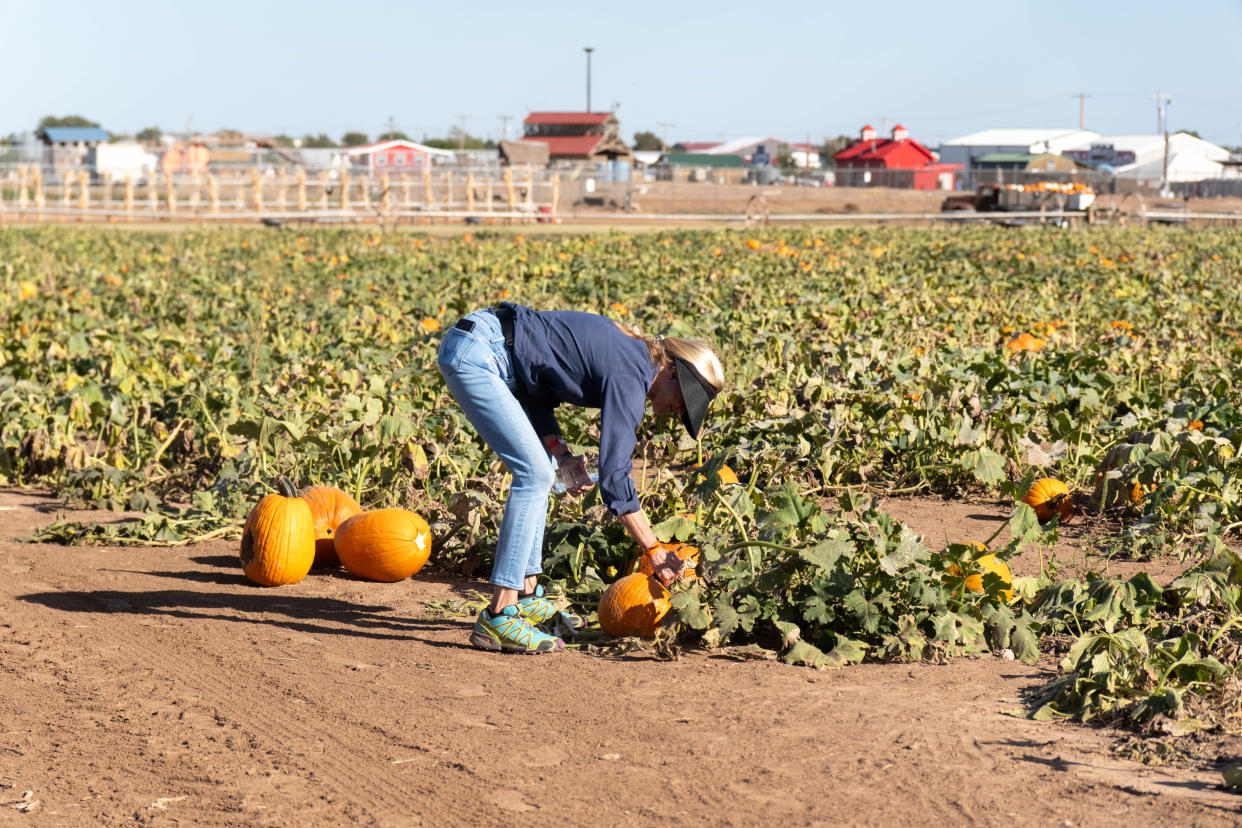 A customer tries to inspect a pumpkin at Maxwell's Pumpkin Farm in south Amarillo.