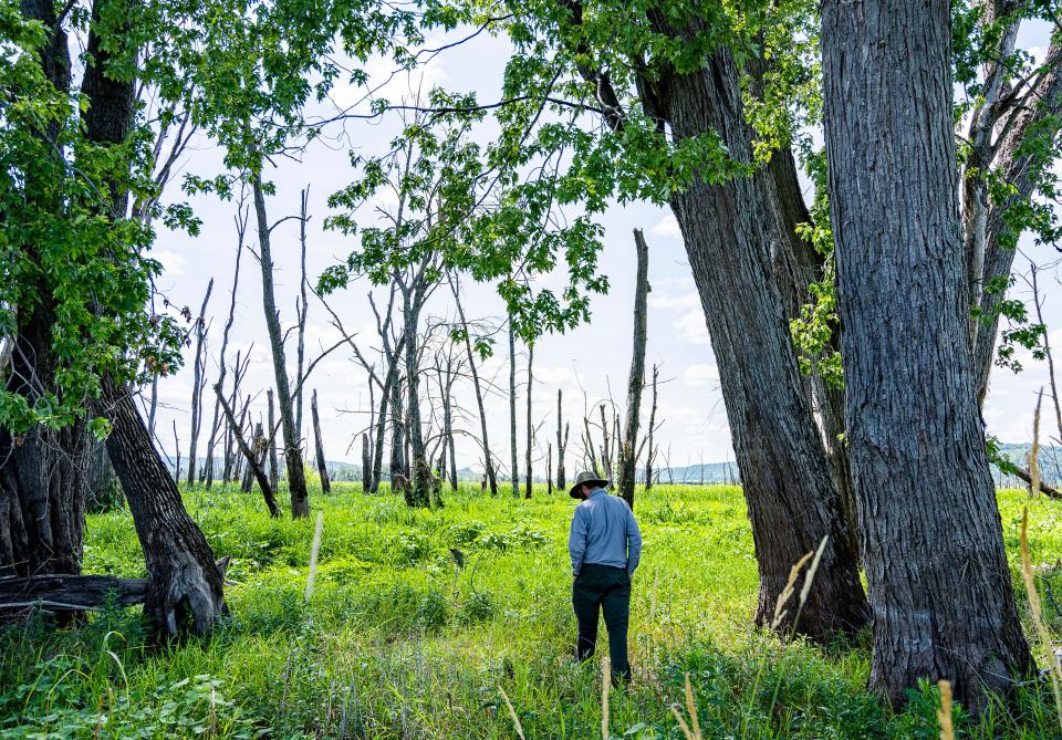 U.S. Army Corps of Engineers Forester Andy Meier walks toward a cluster of dead trees at Reno Bottoms, a wildlife area on the Mississippi River, on July 18. Degradation of floodplain forests has escalated in recent decades due to high water, tree diseases and invasive grasses.