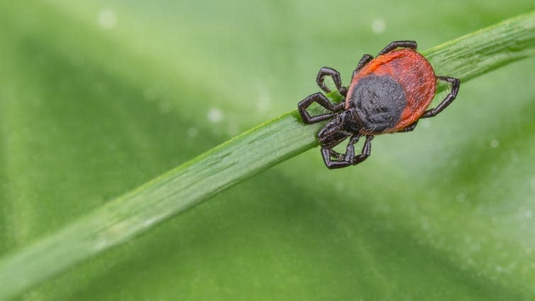 <span class="caption">Ticks can transmit the bacteria that causes Lyme disease when they bite humans.</span> <span class="attribution"><a class="link " href="https://www.shutterstock.com/image-photo/deer-tick-sleeping-on-grass-stalk-1099079513" rel="nofollow noopener" target="_blank" data-ylk="slk:KPixMining/Shutterstock;elm:context_link;itc:0;sec:content-canvas">KPixMining/Shutterstock</a></span>